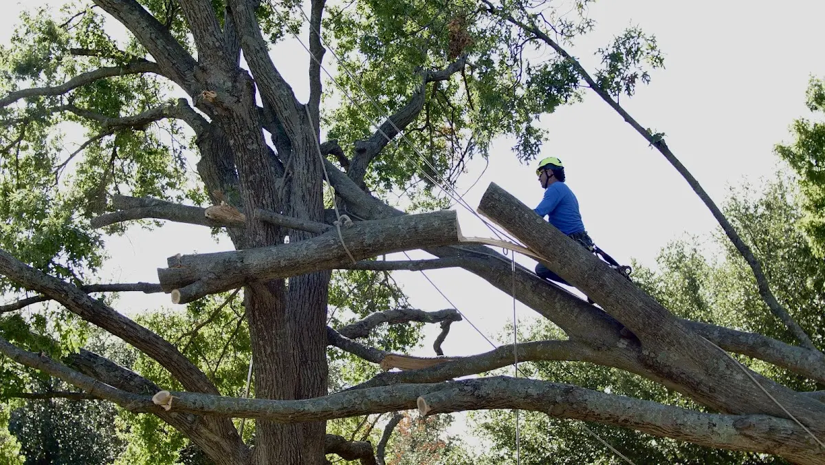 Professional Crown Thinning performed by certified arborists in Chebanse